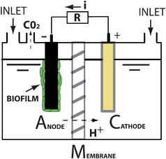 Cathodic and anodic biofilms in single chamber microbial fuel cells