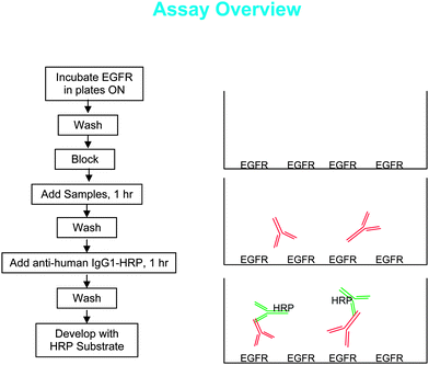 elisa assay validation Assay validation to validate an assay is to measure precision, linearity, accuracy, robustness, repeatability and system suitability to achieve these results we conduct a pre-validation phase with the assay. elisa assay validation Assay validation to validate an assay is to measure precision, linearity, accuracy, robustness, repeatability and system suitability to achieve these results we conduct a pre-validation phase with the assay.