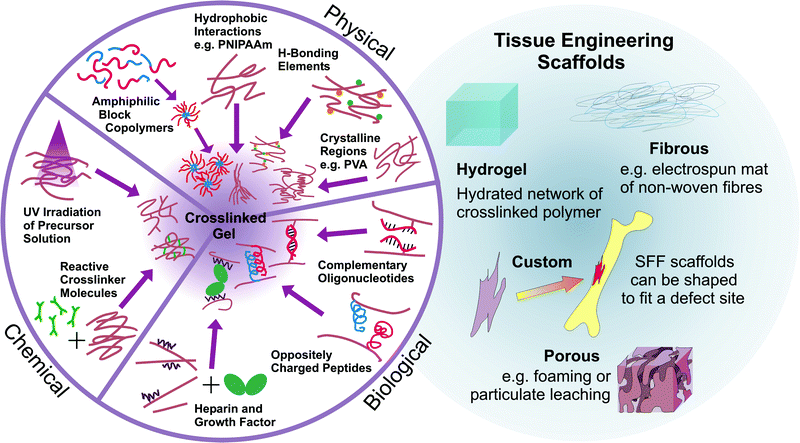 types of scaffolds in tissue engineering Synthetic polymer scaffolds for tissue engineering - Chemical ... types of scaffolds in tissue engineering Synthetic polymer scaffolds for tissue engineering - Chemical ...