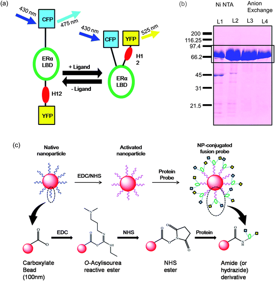 estrogen receptor assay Estrogen receptor- coactivator assay protocol part # p3071 panvera 501 charmany drive madison, wi 53719 usa (800) 791-1400 ec. estrogen receptor assay Estrogen receptor- coactivator assay protocol part # p3071 panvera 501 charmany drive madison, wi 53719 usa (800) 791-1400 ec.