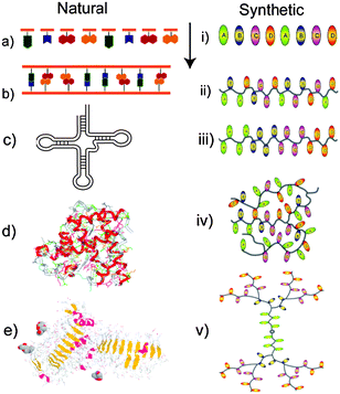 natural and synthetic polymers biology essay Scaffolds made from synthetic and natural polymers, polyesters and have a long history of use as synthetic bio- table 2 provides a summary of the prop. natural and synthetic polymers biology essay Scaffolds made from synthetic and natural polymers, polyesters and have a long history of use as synthetic bio- table 2 provides a summary of the prop.
