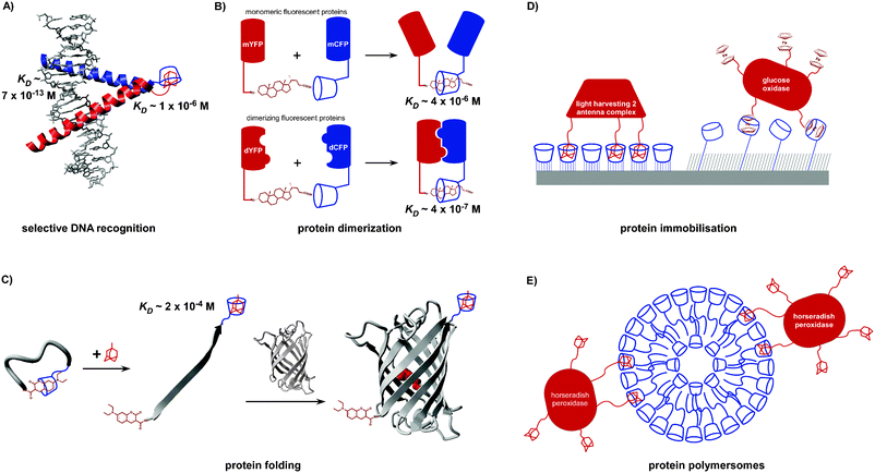 Combining Supramolecular Chemistry With Biology - Chemical Society ...