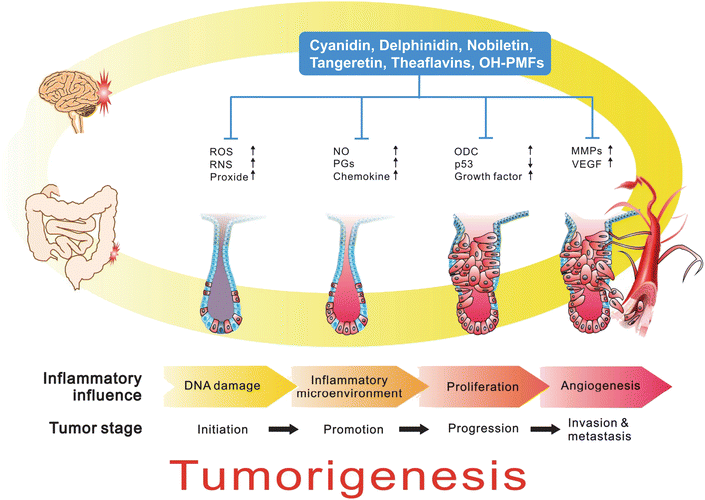 of tumor promotion and progression, including colorectal