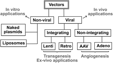 Stimulation of functional vessel growth by gene therapy - Integrative