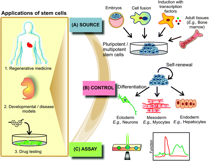 Regardless of whether regenerative organ therapy