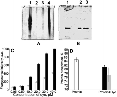 denaturing gel electrophoresis