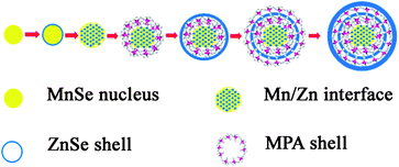 Schematics of the nucleation and growth mechanism of Mn2+-doped ZnSe QDs.