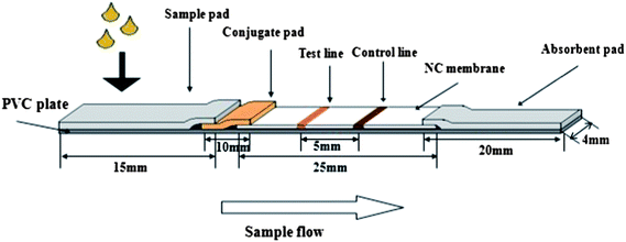 immunochromatography