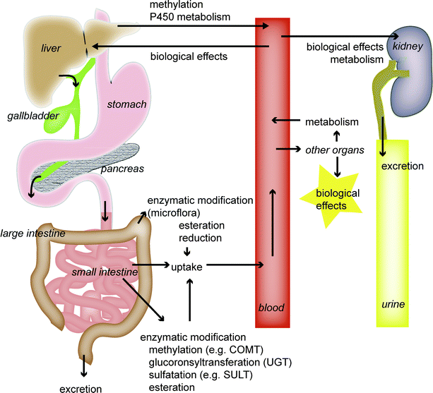 Effects of tea and coffee on cardiovascular disease risk Food