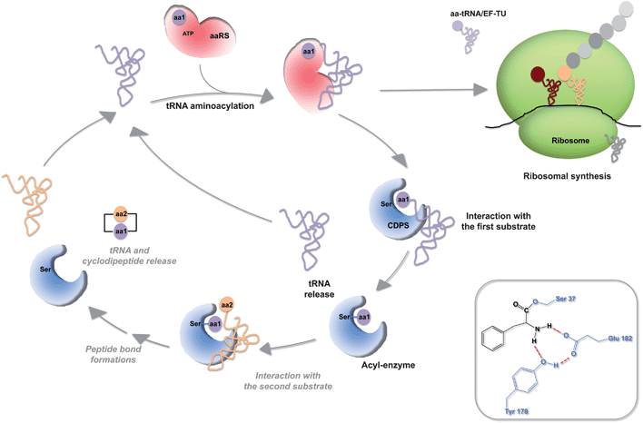 Glutamatetrna ligase; GlutamateARNt ligase; GlutamylARNt synthétase