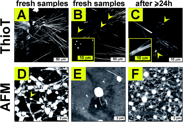Unzipping the role of chirality in nanoscale self-assembly