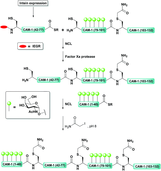 semisynthesis semisynthesis