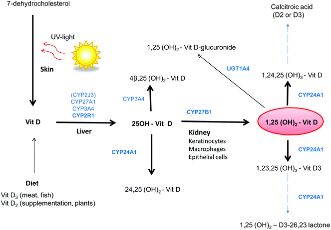 activation synthesis theory activation synthesis theory