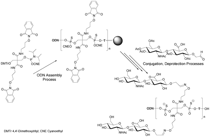 = 1 to 3) hyaluronan disaccharide conjugates of oligonucleotide