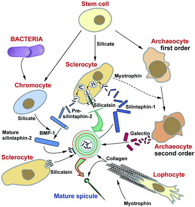 Archaeocyte - Wikipedia