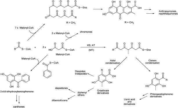 retrosynthesis xanthones retrosynthesis xanthones