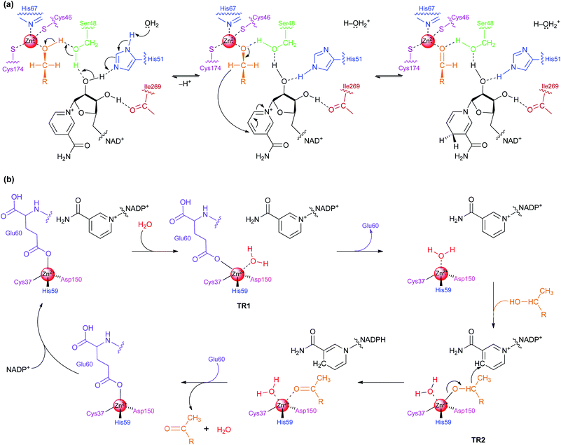 alcohol dehydrogenase adh reaction The alcohol dehydrogenase (adh) 3 -hsd is also called dihydrodiol dehydrogenase this reaction sequesters the pre-bay dihydrodiols of polycyclic aromatic hydrocarbons away from their critical toxification pathway to the ultimate carcinogenic dihydrodiol bay-region epoxides to produce. alcohol dehydrogenase adh reaction The alcohol dehydrogenase (adh) 3 -hsd is also called dihydrodiol dehydrogenase this reaction sequesters the pre-bay dihydrodiols of polycyclic aromatic hydrocarbons away from their critical toxification pathway to the ultimate carcinogenic dihydrodiol bay-region epoxides to produce.
