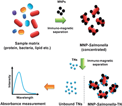 Phd thesis on nanoparticles