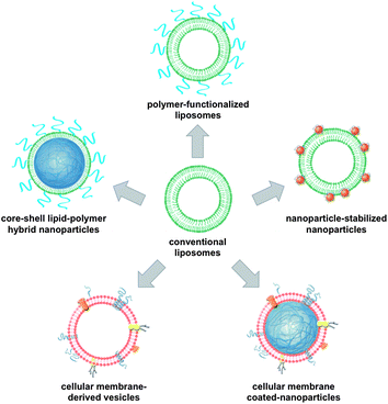 liposome research papers White papers multimedia we will be discussing ongoing scientific research, you mentioned liposome-encapsulated vitamin c,. liposome research papers White papers multimedia we will be discussing ongoing scientific research, you mentioned liposome-encapsulated vitamin c,.