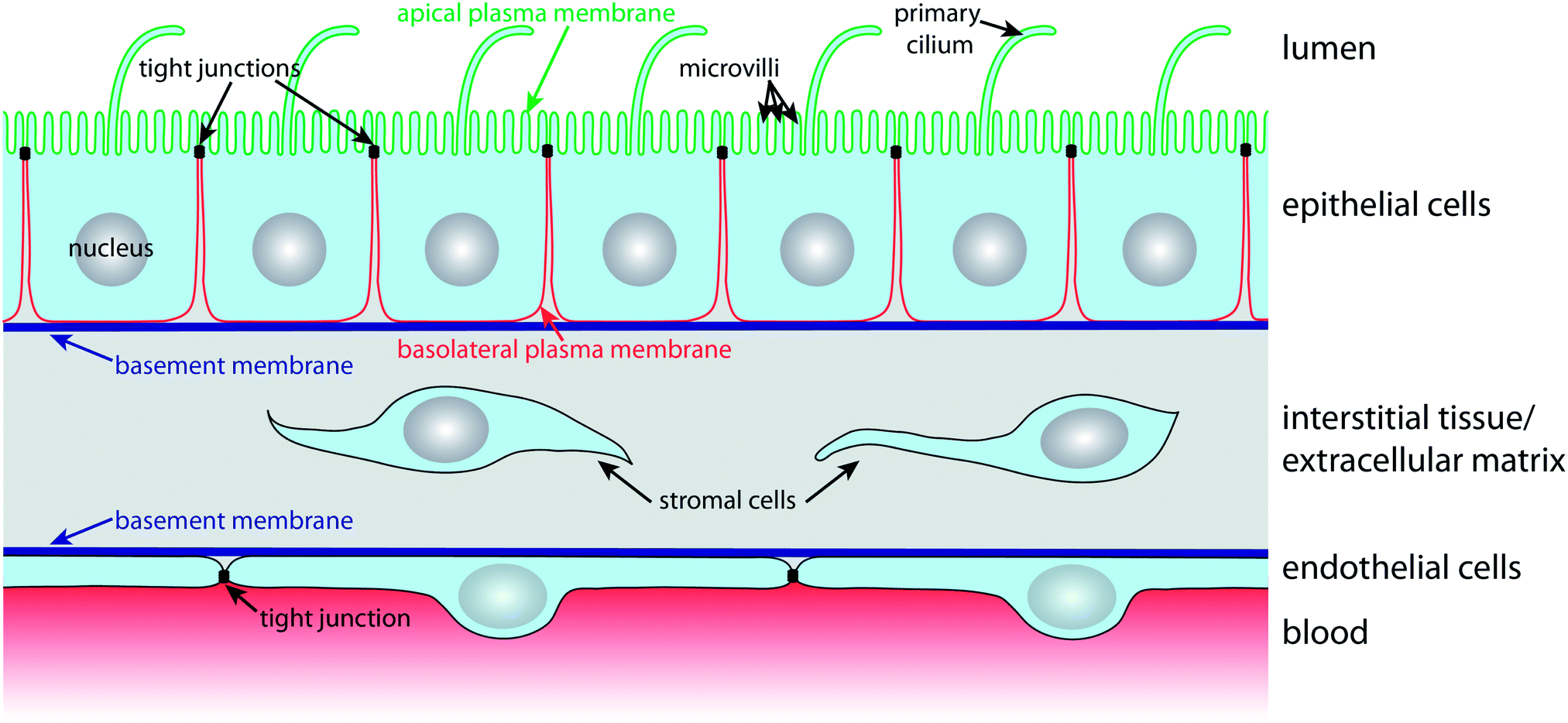 layers of epithelial tissue Key takeaways key points epithelial tissue is composed of cells laid together in sheets with the cells tightly connected to one another epithelial layers are. layers of epithelial tissue Key takeaways key points epithelial tissue is composed of cells laid together in sheets with the cells tightly connected to one another epithelial layers are.