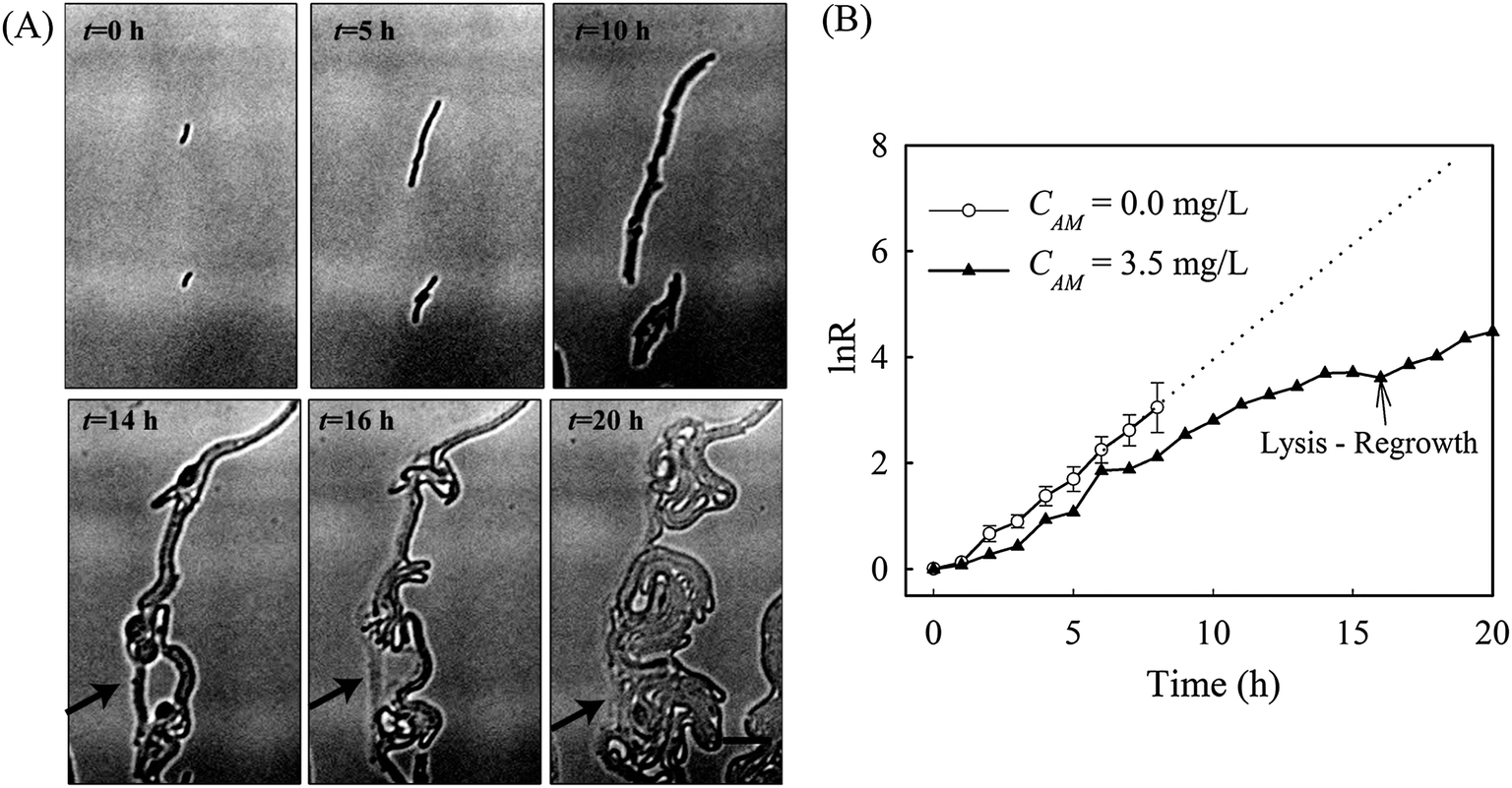 Comamonas; Comamonas terrigena