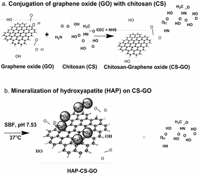 Chemical conjugation of graphene oxide with chitosan and subsequent mineralization of hydroxyapatite