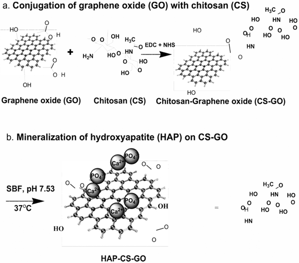 The synergistic effect of a hybrid graphene oxidechitosan system and