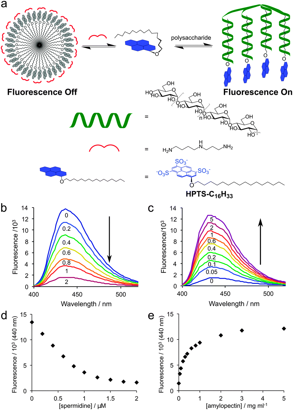 A fluorescence assay that detects long branches in the starch polysaccharide amylopectin