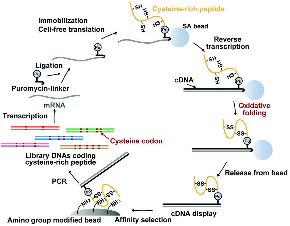 Amino group binding peptide aptamers with double disulphidebridged loops selected by in vitro