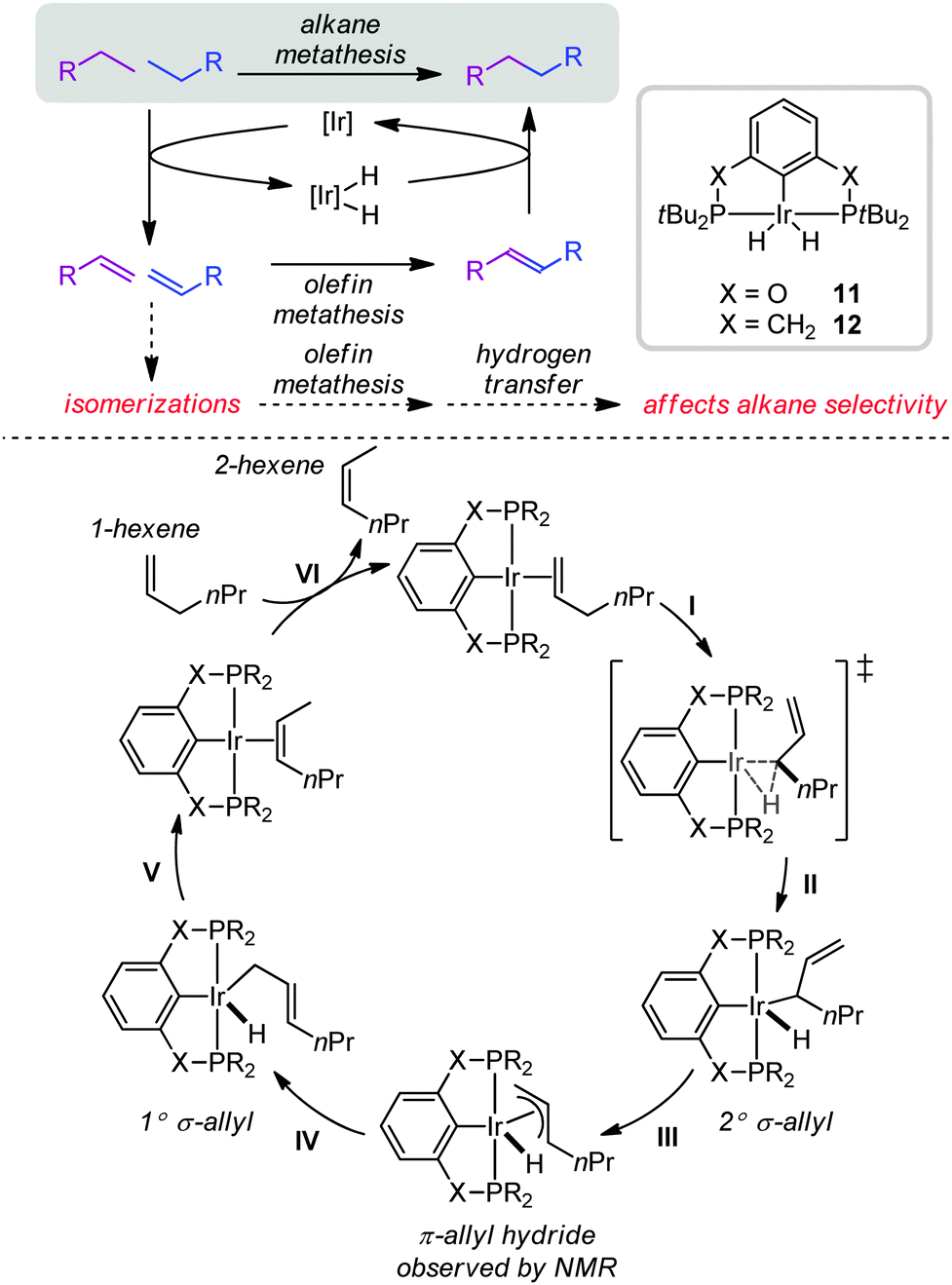 ruthenium catalyzed olefin metathesis double bond isomerization sequence Particularly nasty metathesis catalyst decomposition products are ruthenium hydrides, which can be excellent olefin isomerization catalysts situations when you need some heat to overcome an entropic barrier. ruthenium catalyzed olefin metathesis double bond isomerization sequence Particularly nasty metathesis catalyst decomposition products are ruthenium hydrides, which can be excellent olefin isomerization catalysts situations when you need some heat to overcome an entropic barrier.