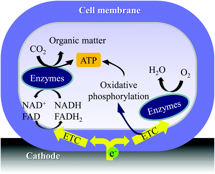 metabolic practical considerations microbial electrosynthesis Microbial electrosynthesis is a renewable energy and chemical production platform that metabolic modeling pipelines to analyze a 13-species electrosynthetic. metabolic practical considerations microbial electrosynthesis Microbial electrosynthesis is a renewable energy and chemical production platform that metabolic modeling pipelines to analyze a 13-species electrosynthetic.