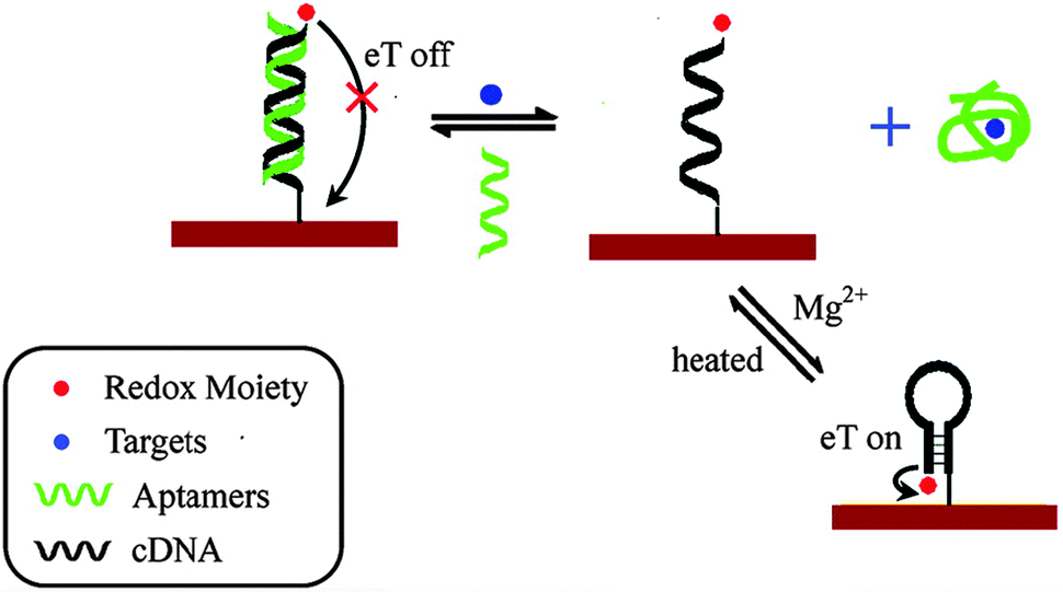 Functional DNA switches rational design and electrochemical signaling Chemical Society