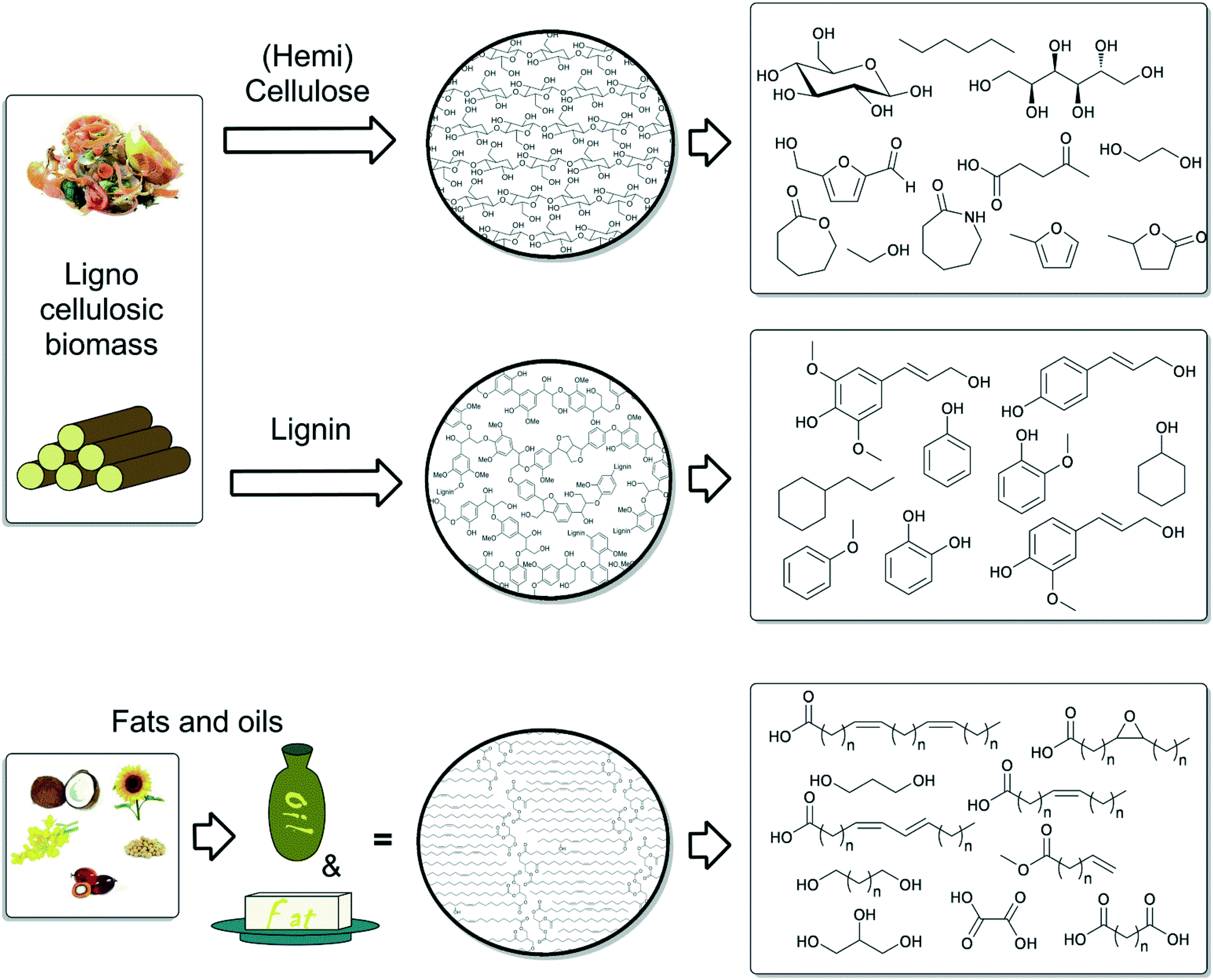 Homogeneous catalysis for the conversion of biomass and biomassderived