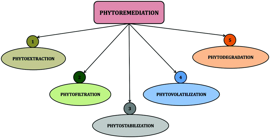 Phd thesis on biosorption of heavy metals