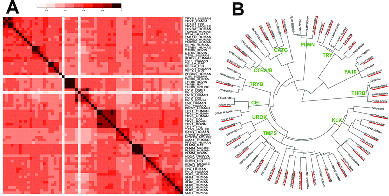 modelling ligand selectivity of serine proteases