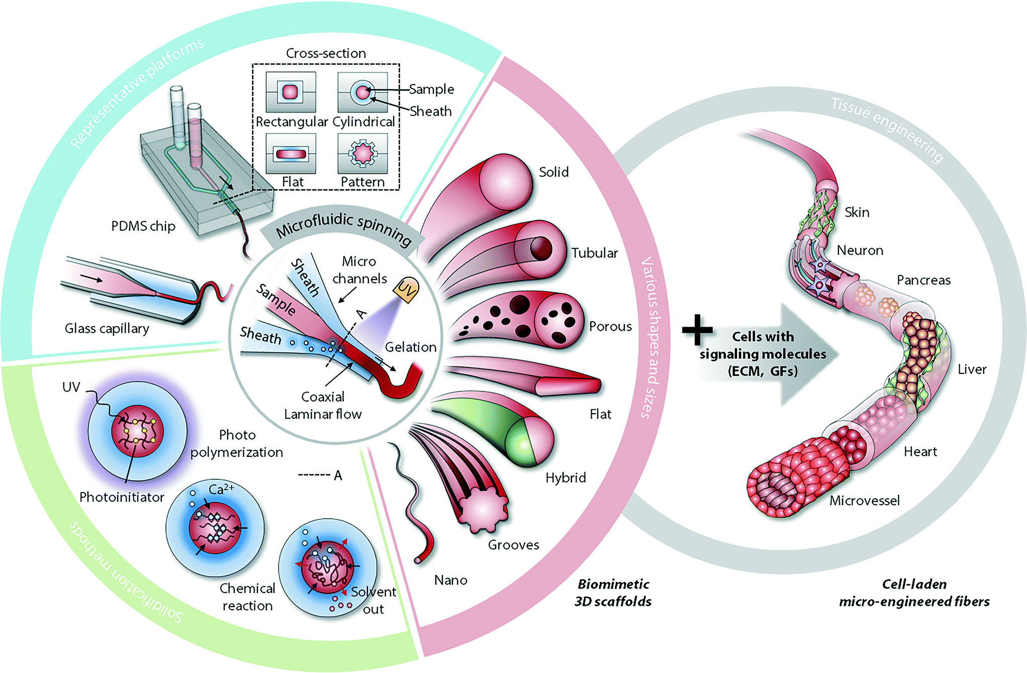 Image Result For Cell Tissue Engineering How To Build A Heart Image Result For Cell Tissue Engineering How To Build A Heart