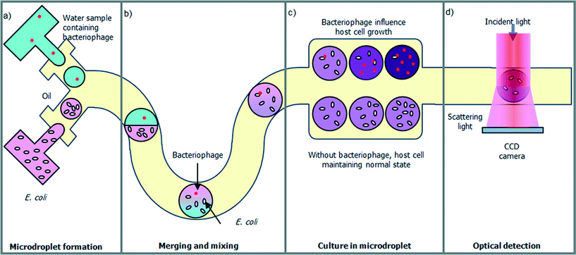 droplet optofluidic imaging for λ-bacteriophage