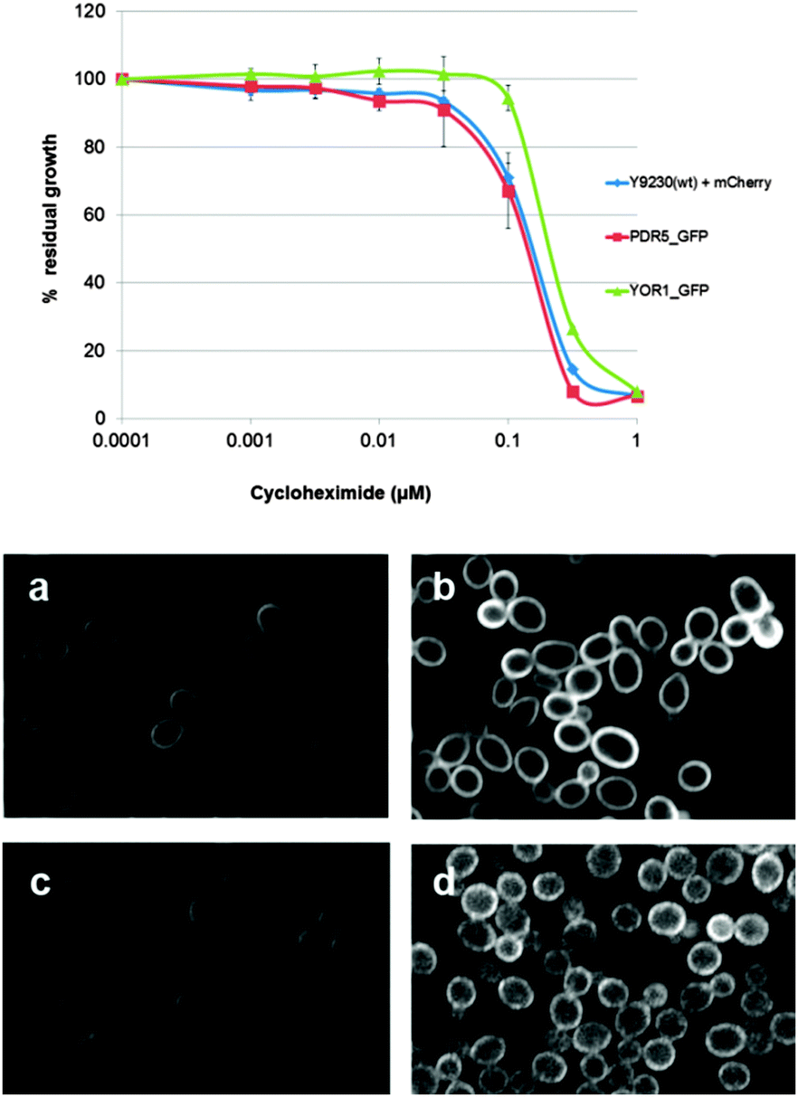 networks of genes modulating the pleiotropic drug