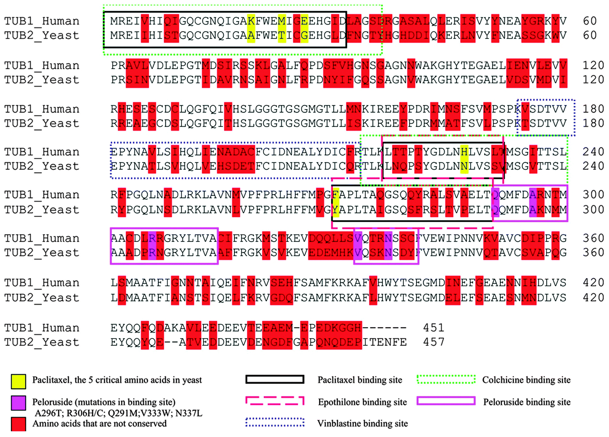 Sequence Homology Homologous Sequences 3605