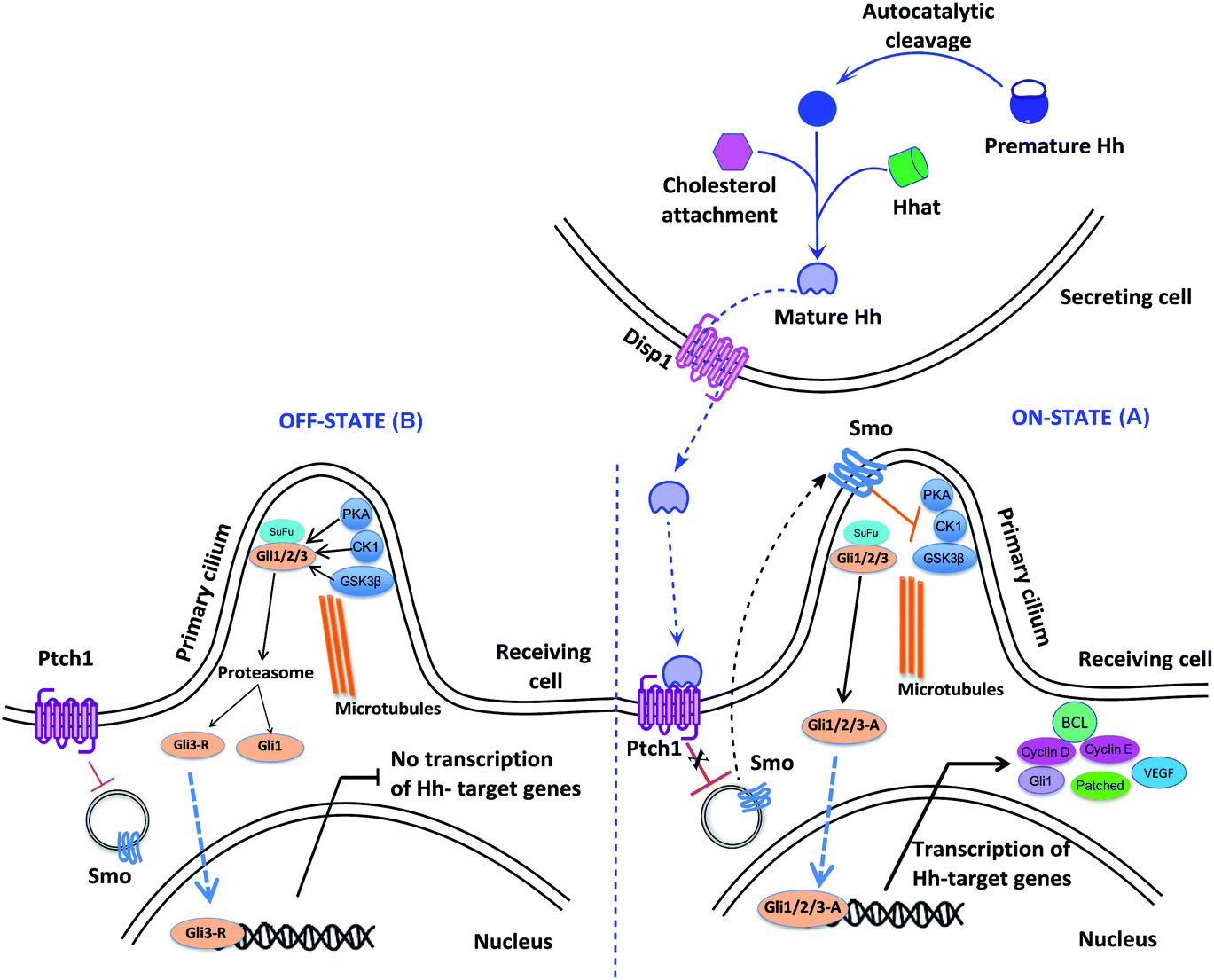 Hedgehog signalling pathway inhibitors as cancer suppressing agents