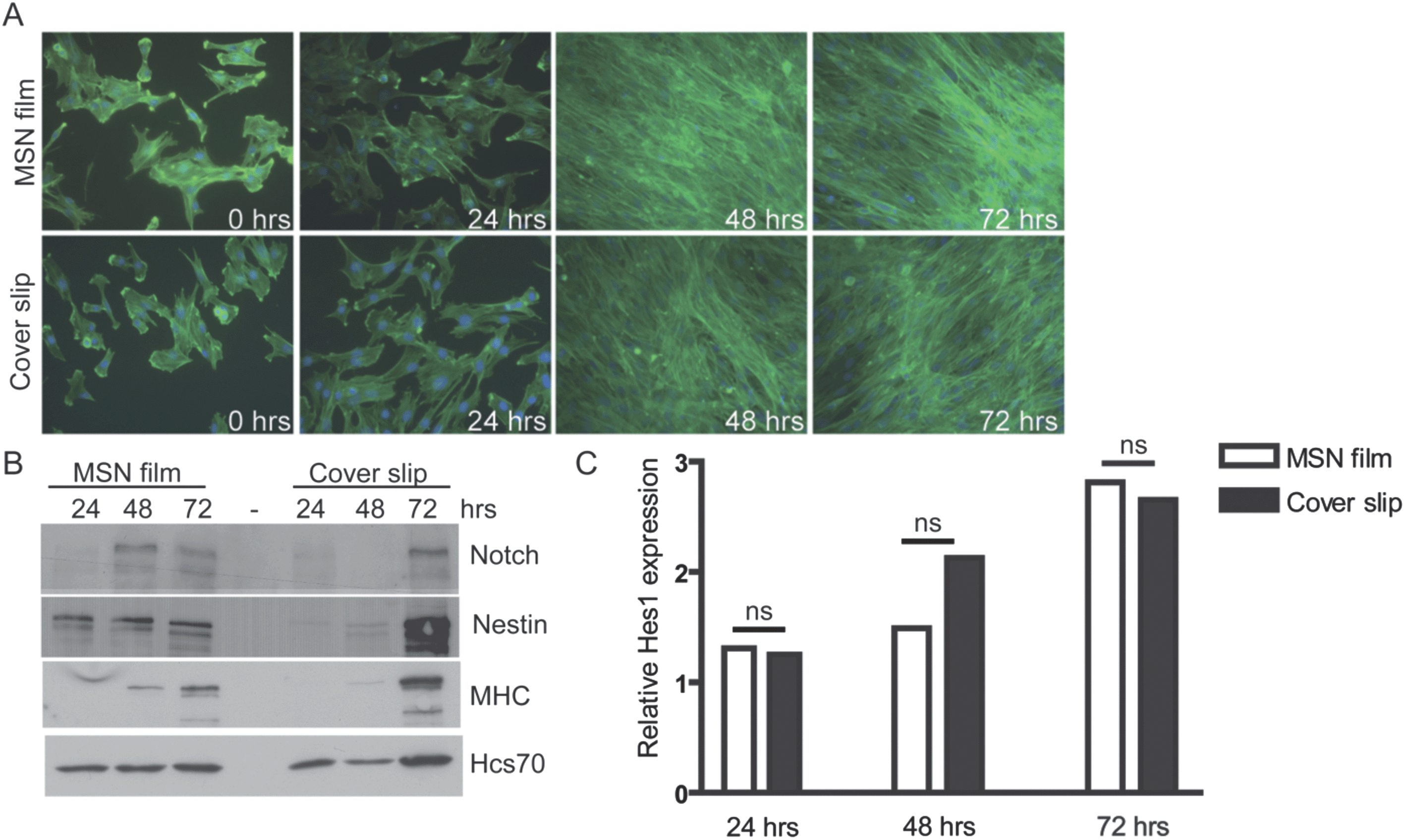 C2C12 myoblasts were cultured and induced to differentiate on bilayer particle films consisting of 200 nm mesoporous silica particles.