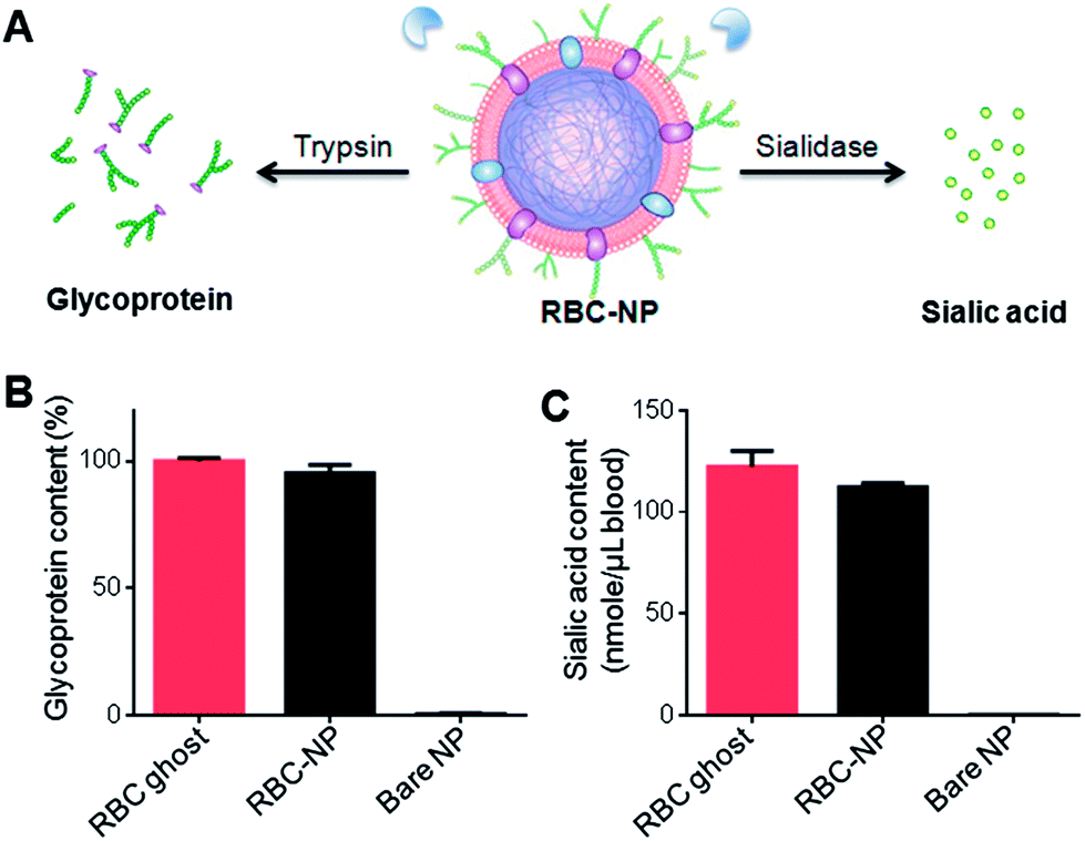 Interfacial interactions between natural RBC membranes and synthetic polymeric nanoparticles ...