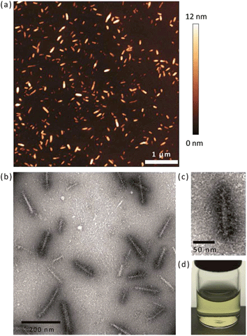 Cationic polymer brush-modified cellulose nanocrystals for 