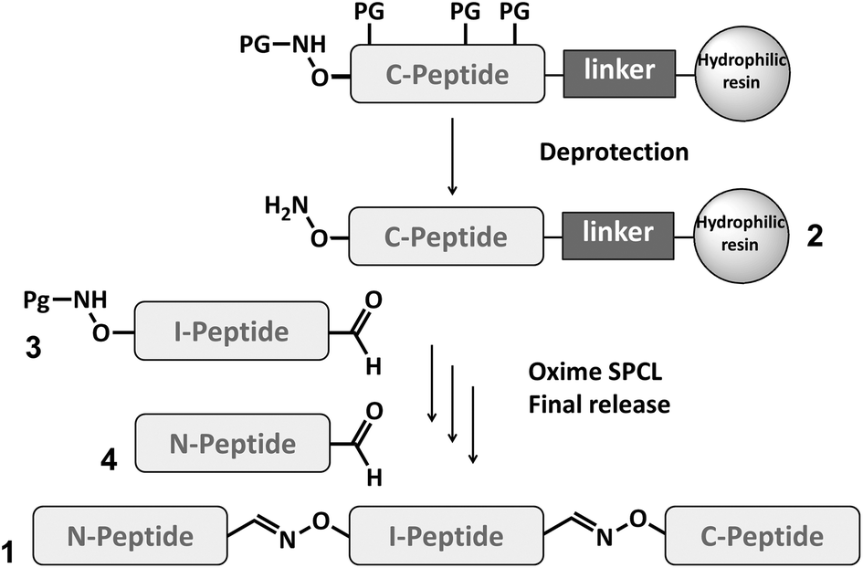 Solid phase oxime ligations for the iterative synthesis of polypeptide ...