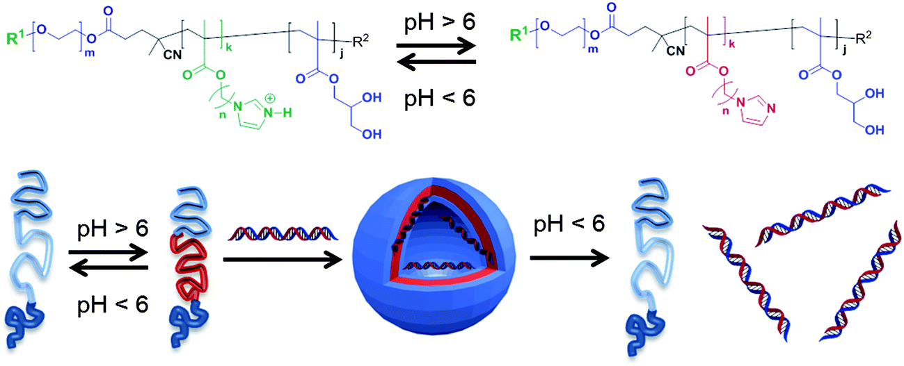 Synthesis and characterization of variable conformation pH responsive