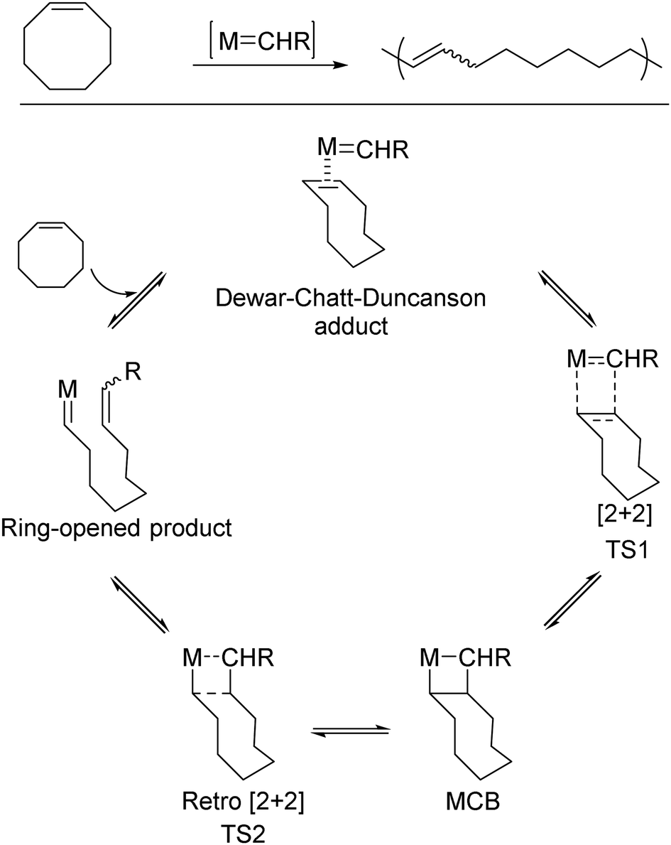 Ring opening metathesis polymerization mechanism