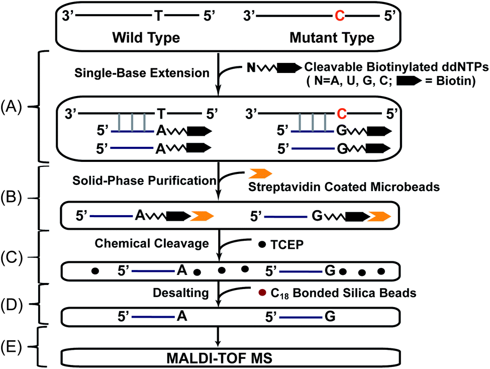 1 principle of snp genotyping by sbe-spp.