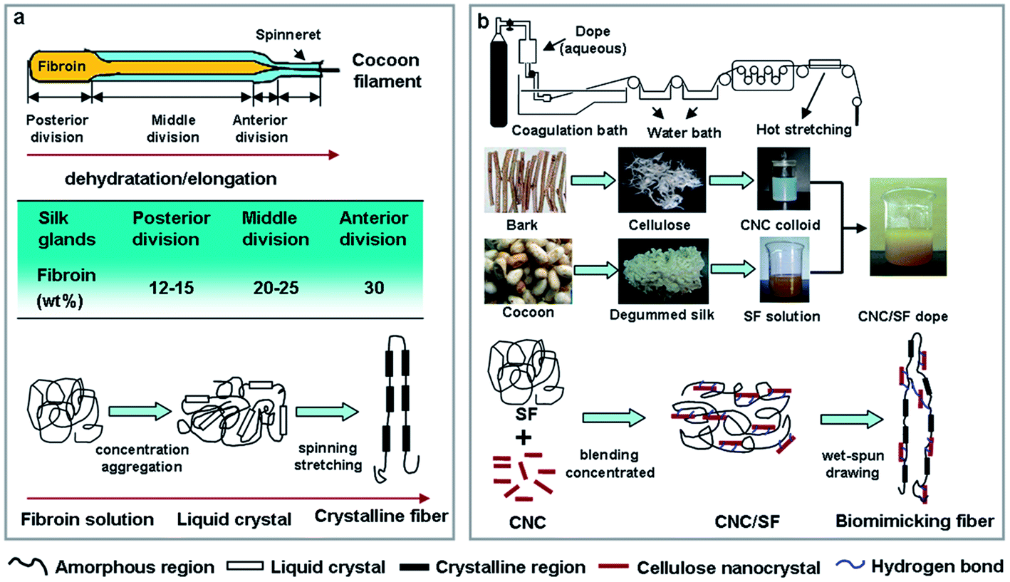 preparation and characterization of mulbery silk films Preparation and characterization of cellulose/silk composite membrane li juan1,he jian-xin1,2,yu yan-ping1(1textile school,donghua university,shanghai 201620,china2key laboratory of functional textiles,the education department of henan province,zhongyuan university of technology,zhengzhou 451191,china). preparation and characterization of mulbery silk films Preparation and characterization of cellulose/silk composite membrane li juan1,he jian-xin1,2,yu yan-ping1(1textile school,donghua university,shanghai 201620,china2key laboratory of functional textiles,the education department of henan province,zhongyuan university of technology,zhengzhou 451191,china).