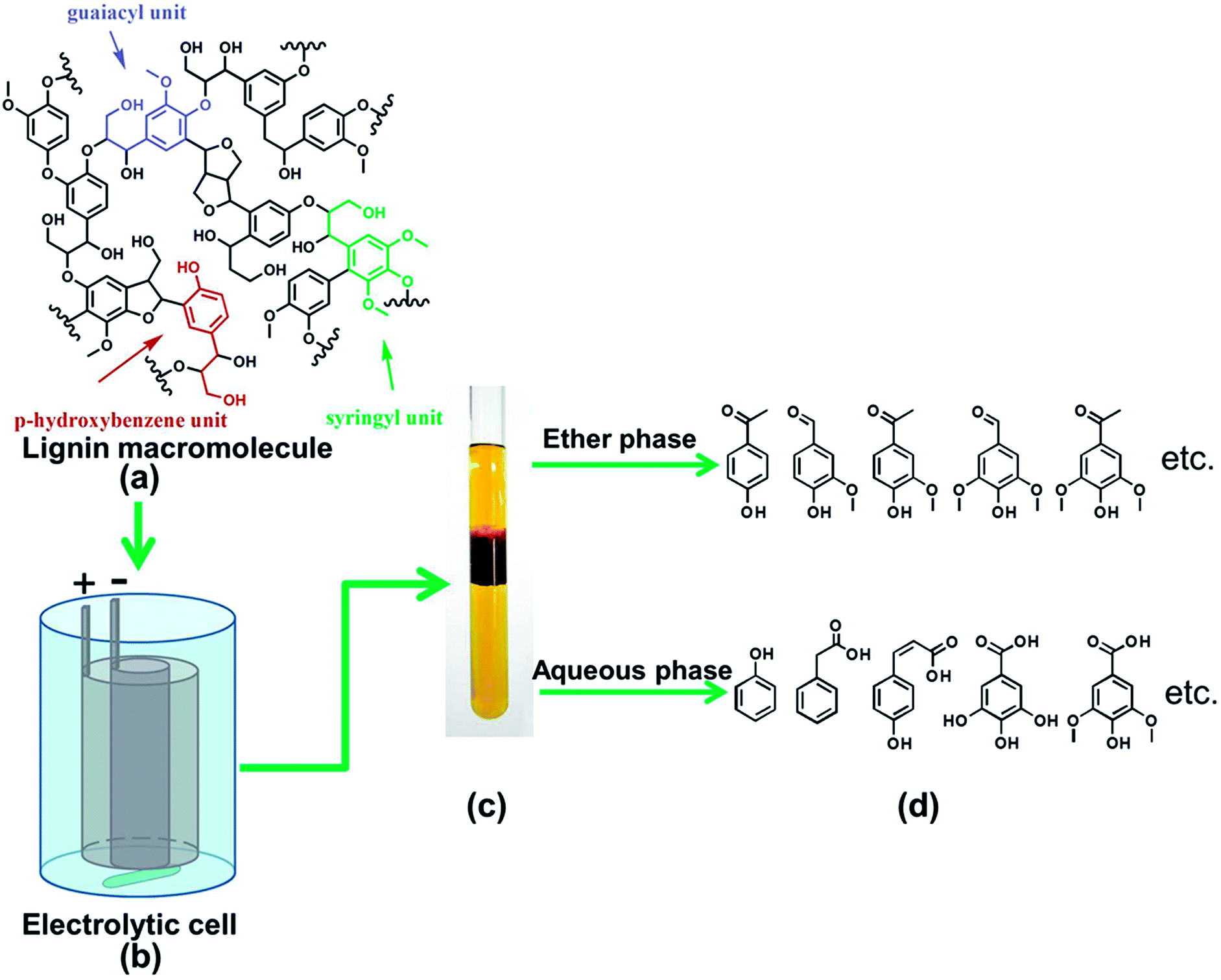Electrochemical depolymerization of lignin into renewable aromatic