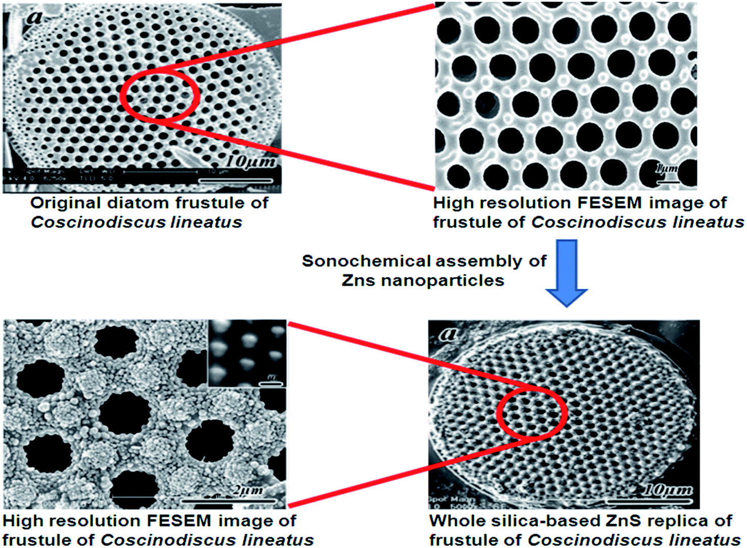 thesis nanoparticles thesis nanoparticles